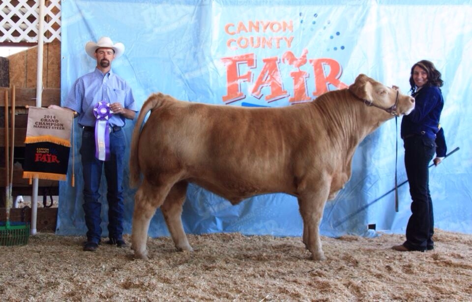 Canyon County Fair Idaho Matt Lautner Cattle