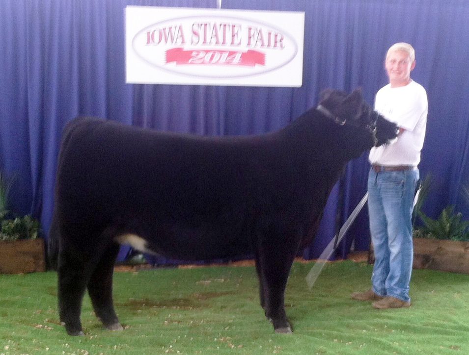 Iowa State Fair 2014 FFA Matt Lautner Cattle