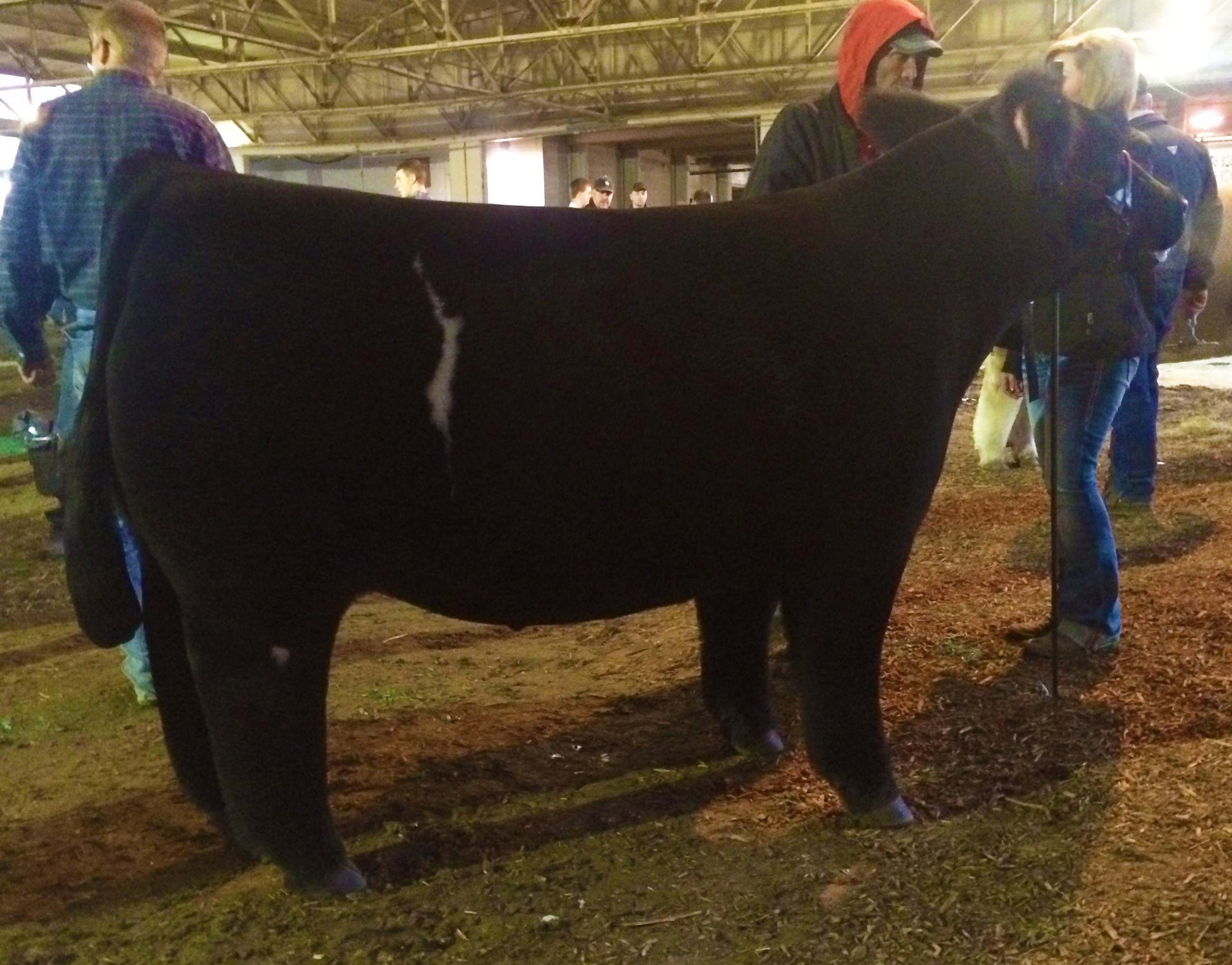 Class 6 Steers North American International Livestock Expo Matt