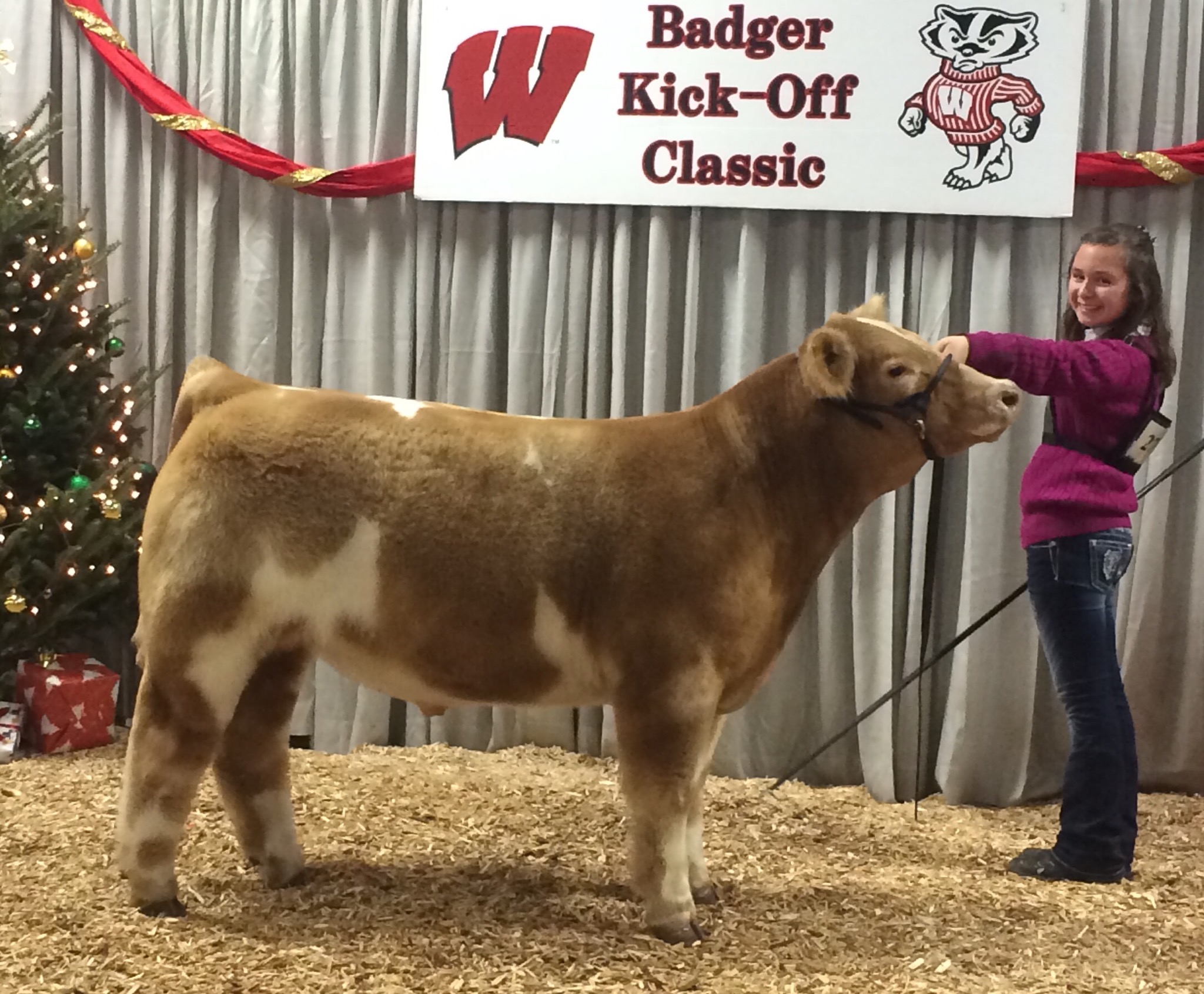 Badger Kickoff Classic Char Steers Matt Lautner Cattle