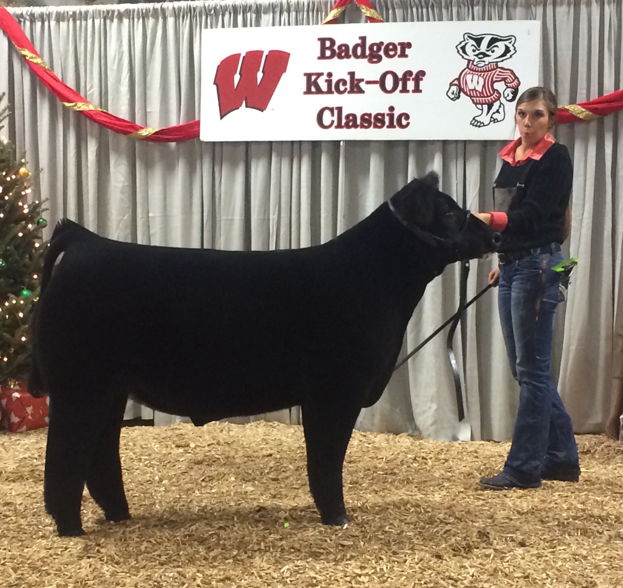 Badger Kickoff Classic Champion Maine Steer Sired by General Lee