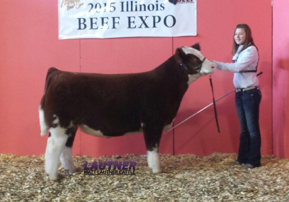 Simmental Steers Illinois Beef Expo Matt Lautner Cattle The