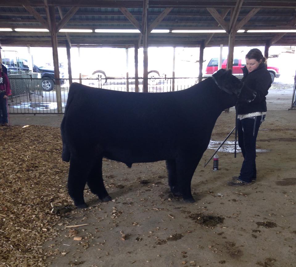 Monroe County Indiana Jackpot Steer Show Matt Lautner Cattle