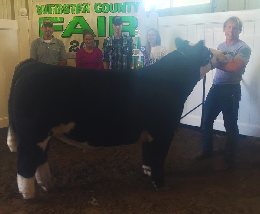 Webster County Fair Iowa Matt Lautner Cattle