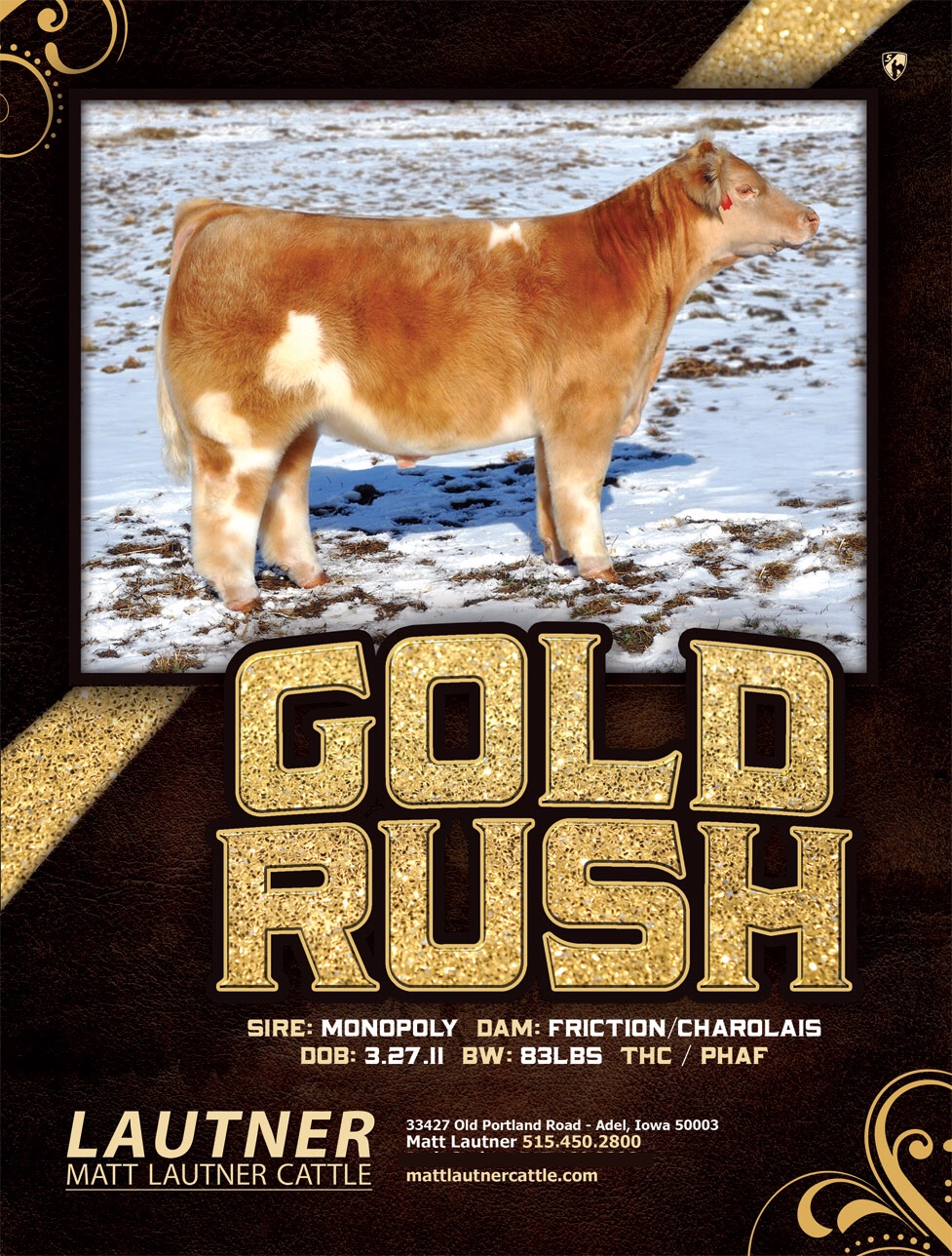 Iowa State Fair Sale Of Champions Matt Lautner Cattle