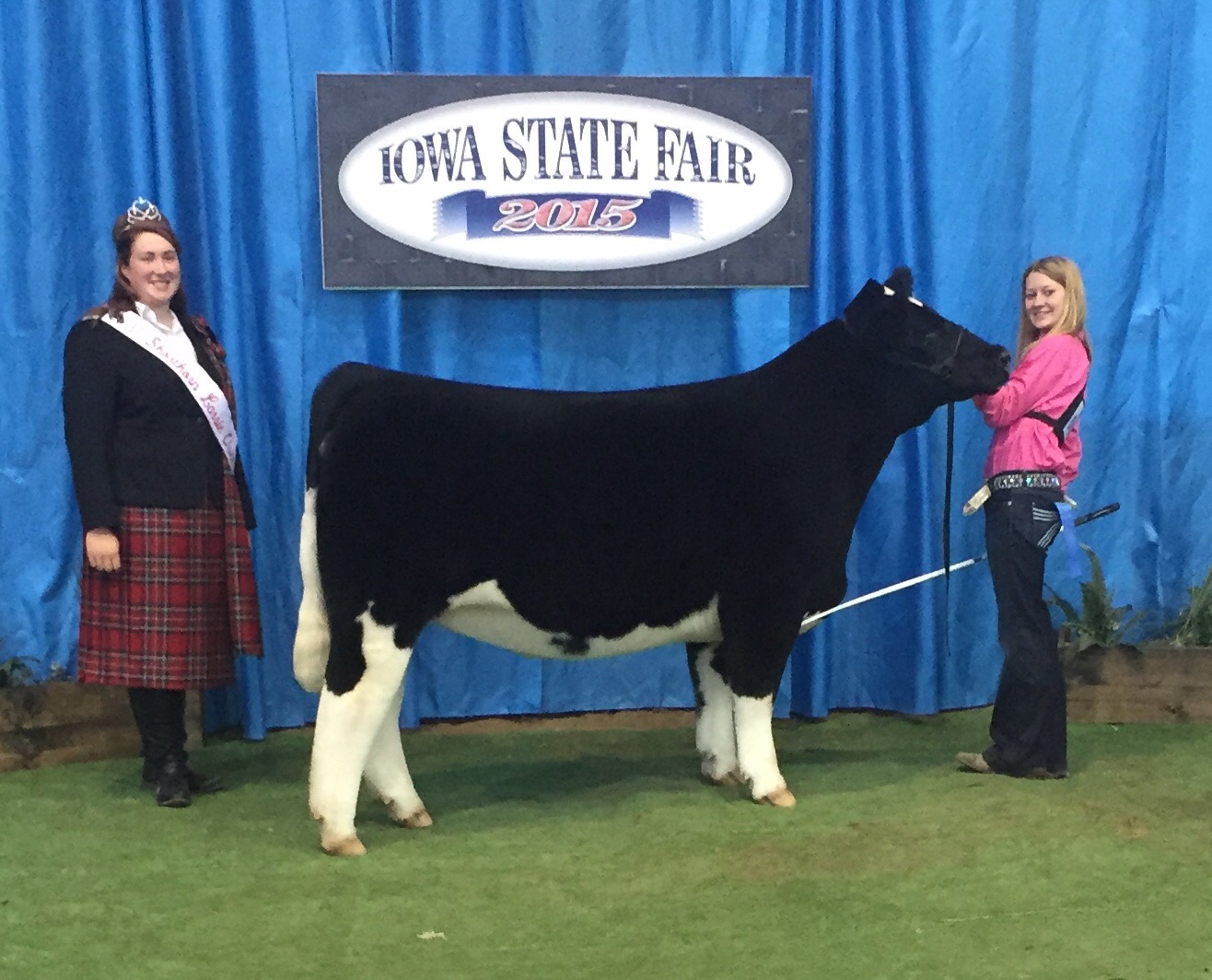 Shorthorn Plus Open Show Iowa State Fair Matt Lautner Cattle