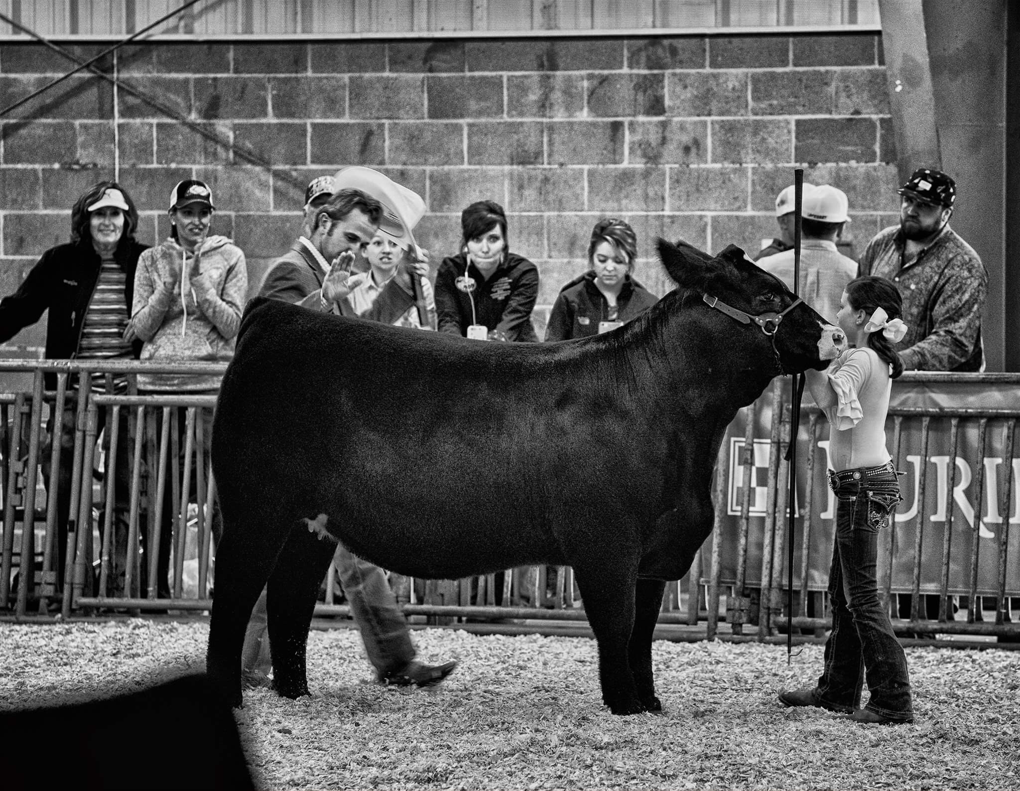 From PKL Show Cattle Oklahoma Matt Lautner Cattle