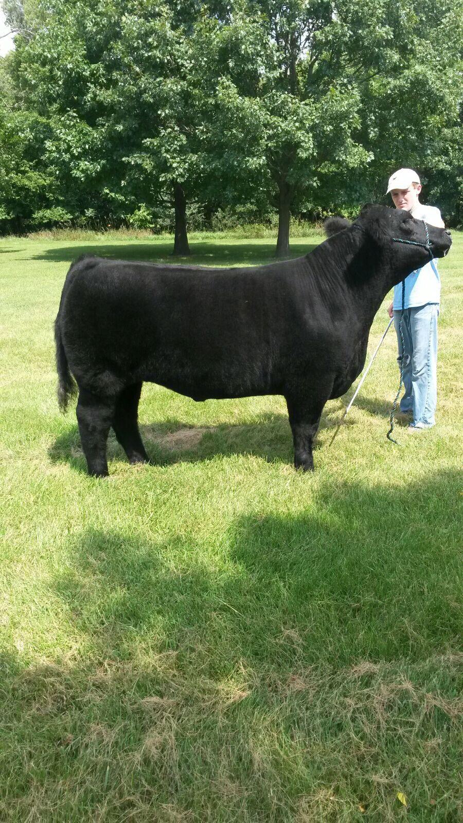 Head To Iowa Governors Charity Steer Show Iowa State Fair! Matt