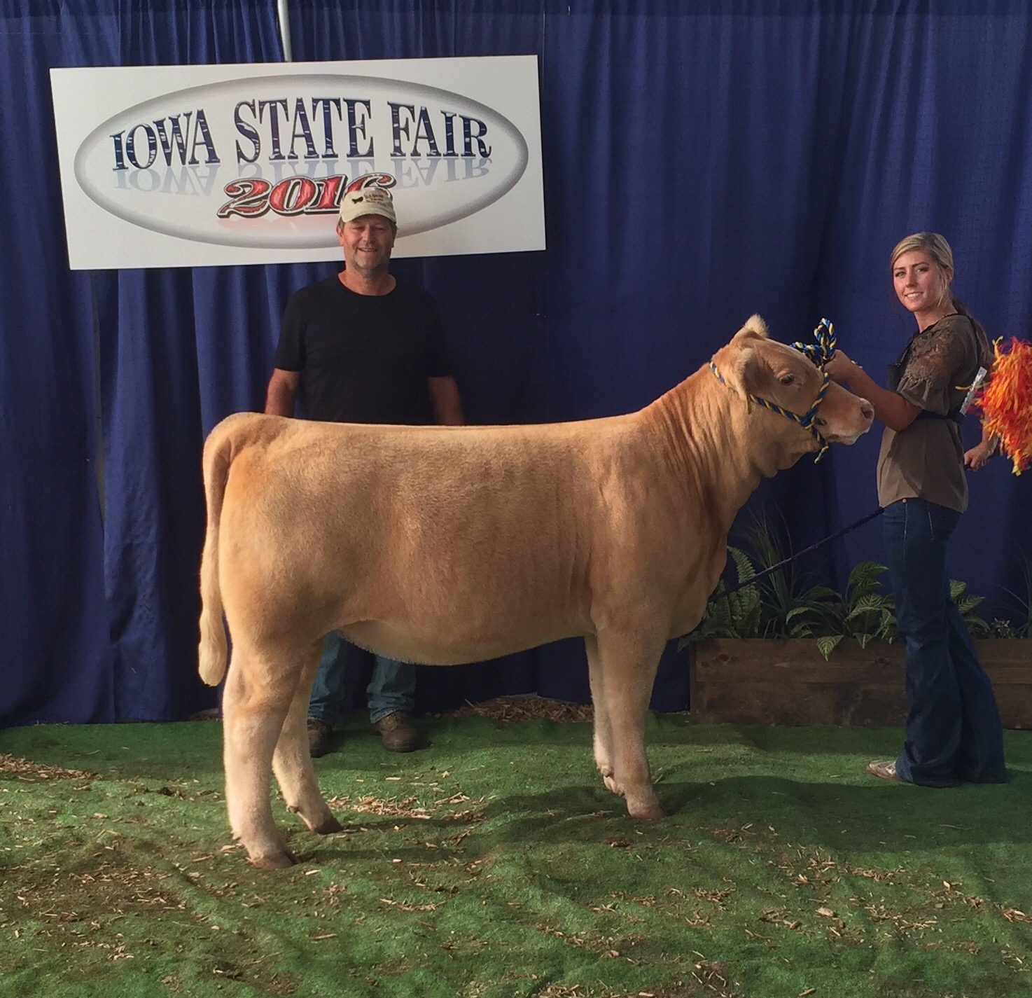 Iowa State Fair Prospect Heifers Matt Lautner Cattle The Leader