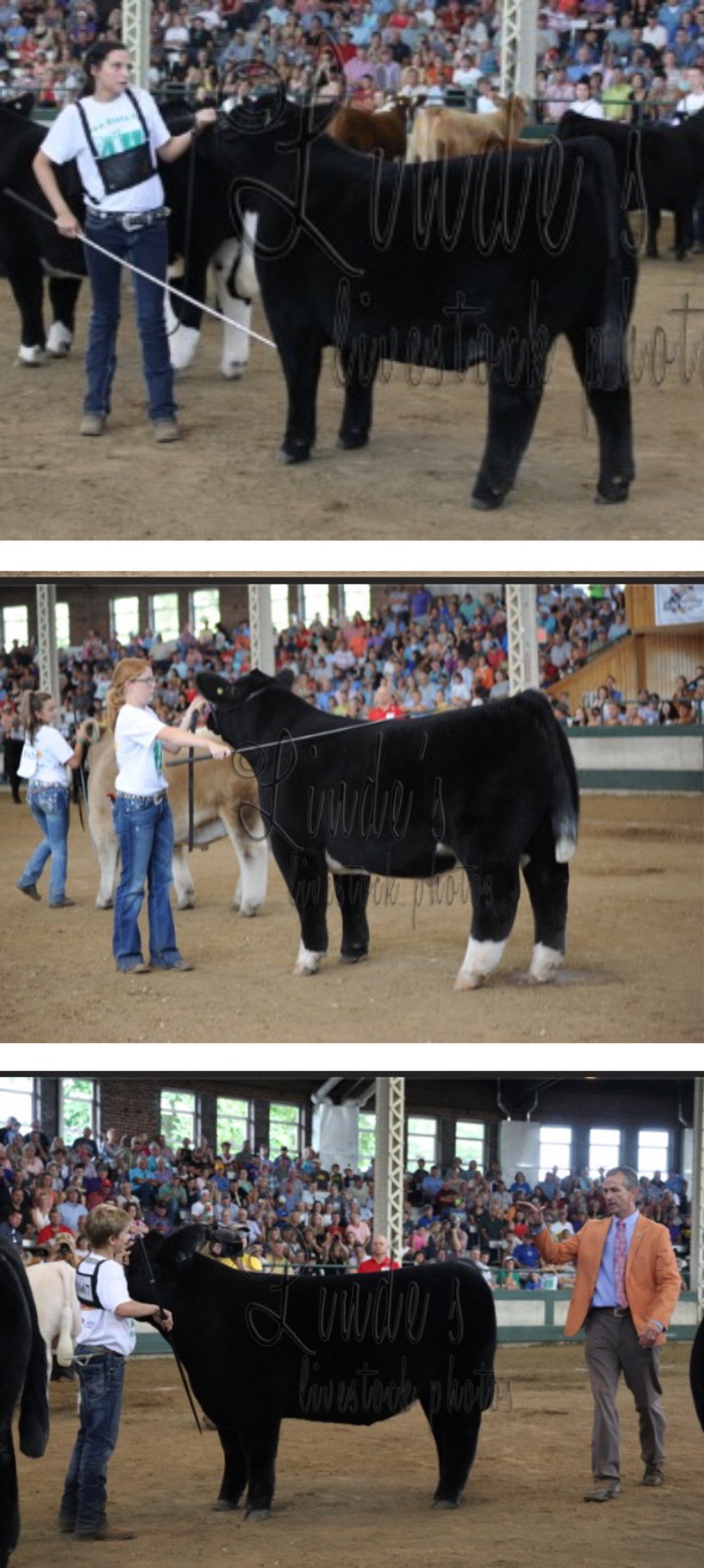 From Linde’s Livestock Photos Candid Ring Shots Of Champion Steers At