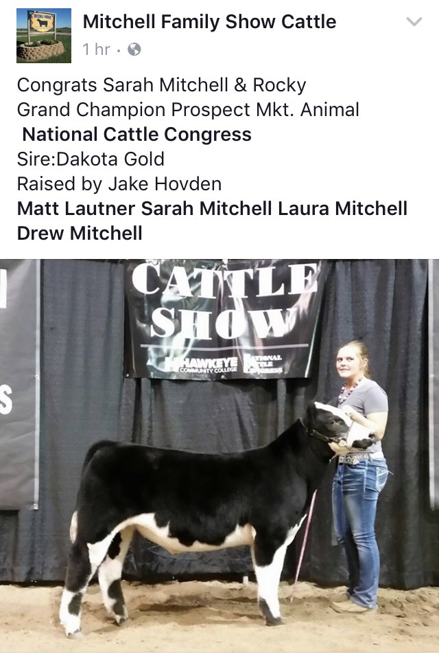 Dakota Gold Grand Champion Prospect National Cattle Congress In