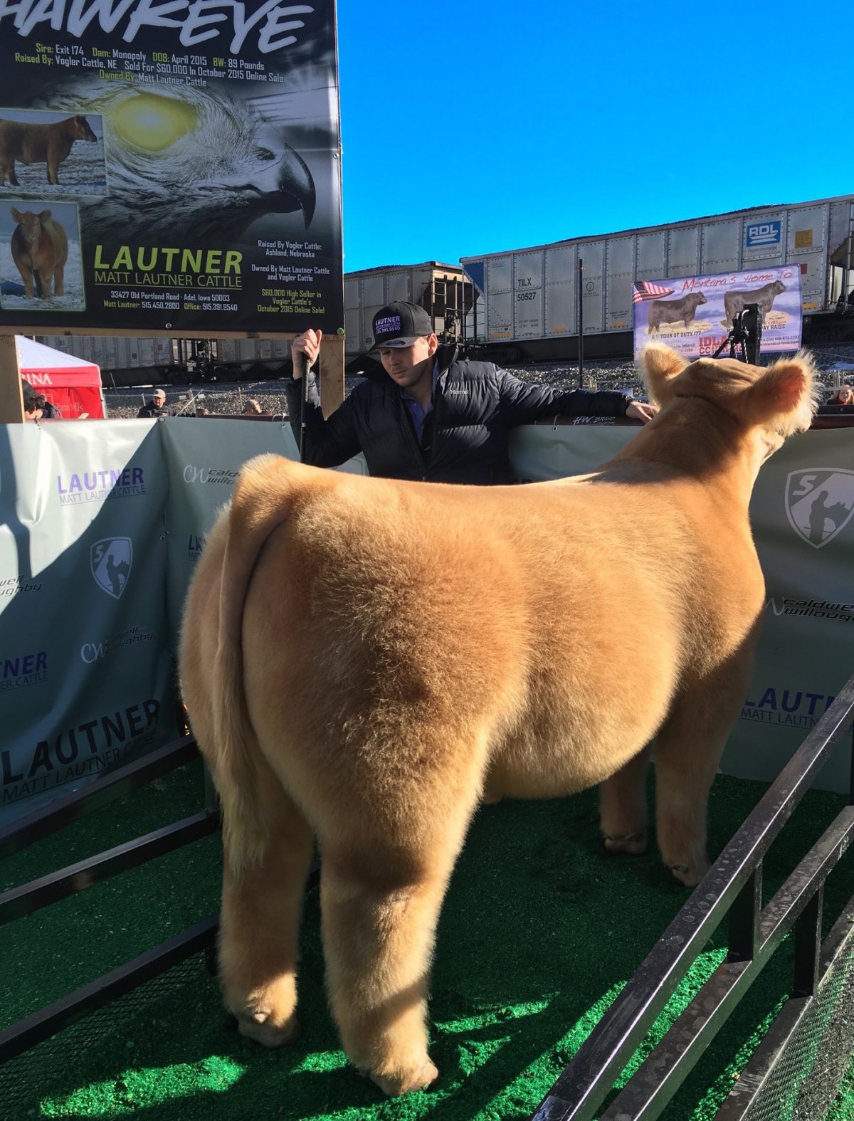 Grand Champion Market Steer San Antonio Livestock Show Matt Lautner