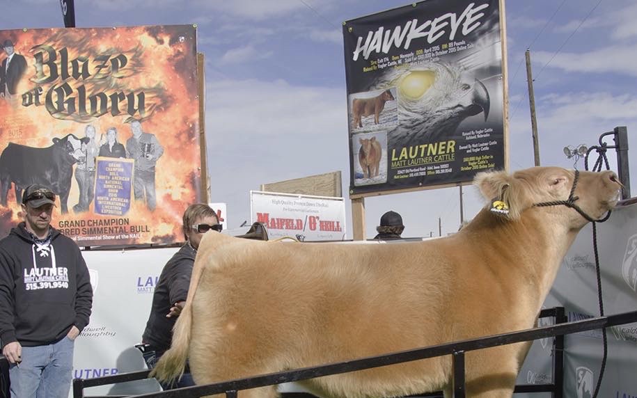 Grand Champion Market Steer San Antonio Livestock Show Matt Lautner