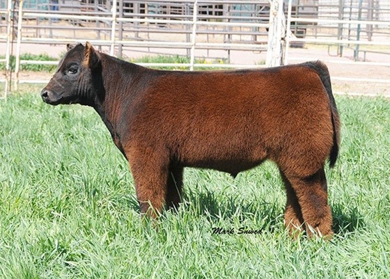 M Lazy Heart Ranch - Lautner Sired Fluffy Cows High Sellers - Congrats ...