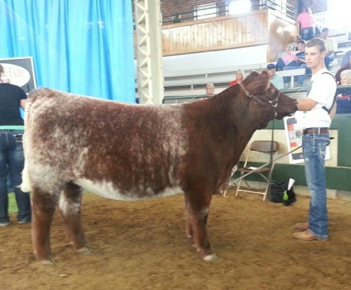 Iowa State Fair | Shorthorn Plus Heifers - Matt Lautner Cattle