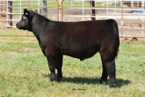 Jesse James Bull Calf | Raised By John Gruhn | Iowa | Matt Lautner Cattle