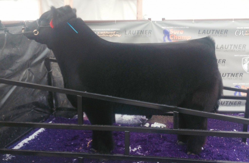 Breed Lautner’s Italian Stallion Display Picture From Tuesday | Matt ...