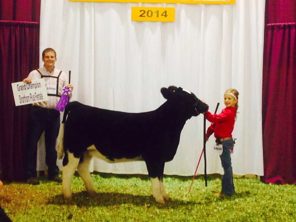 General Lee Sires Champion Shorthorn Plus Heifer @ Kansas State Fait ...