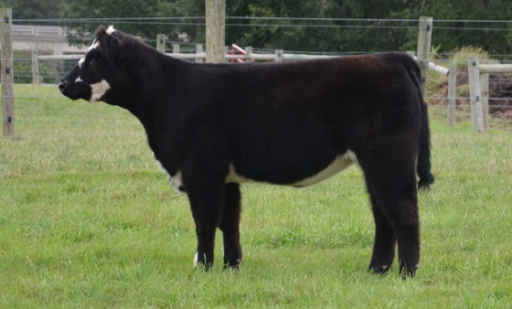 Lot 7