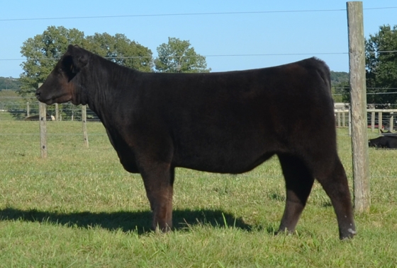 Lot1