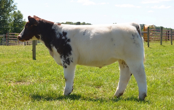 Lot12