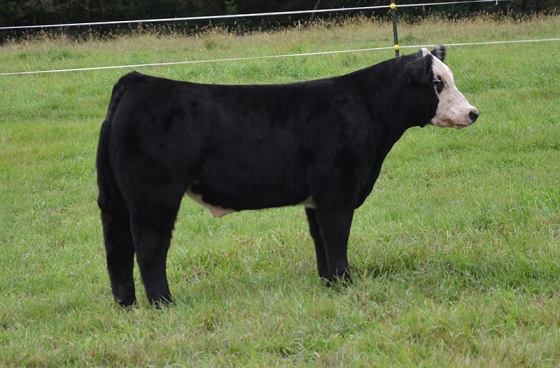 Lot15