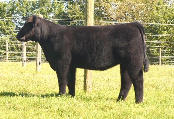 Lot5