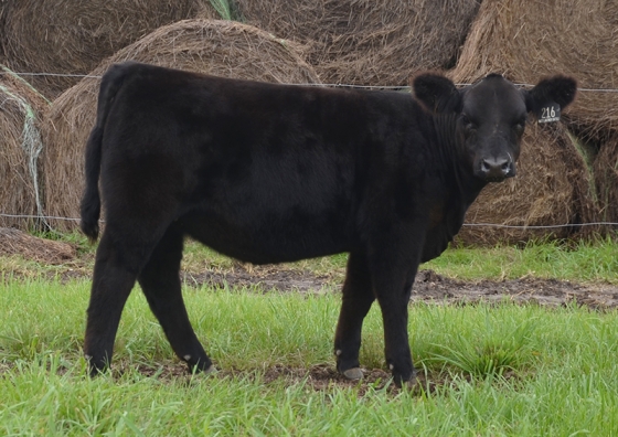 Lot6