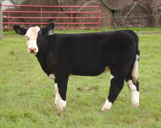 lot11