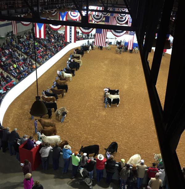 Fort Worth Stock Show Market Steer Show Nothing Quite Like It Matt