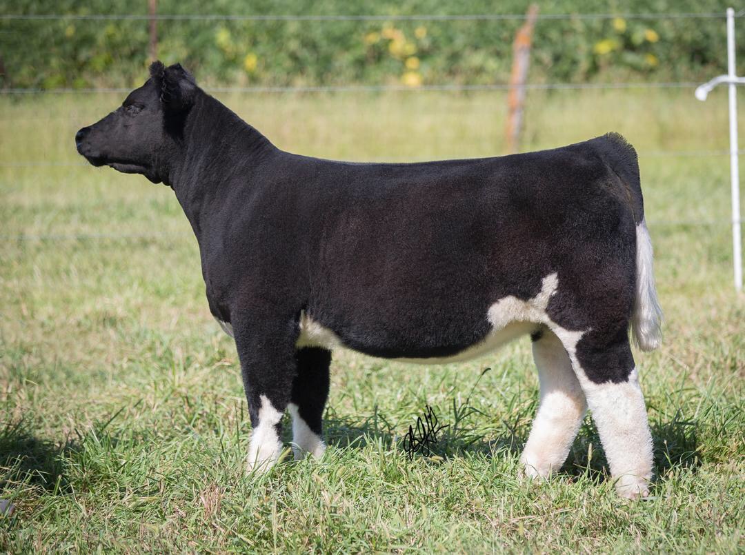 From Roeber Show Cattle | Nebraska | Stout Set Of Breed Lautner Calves ...