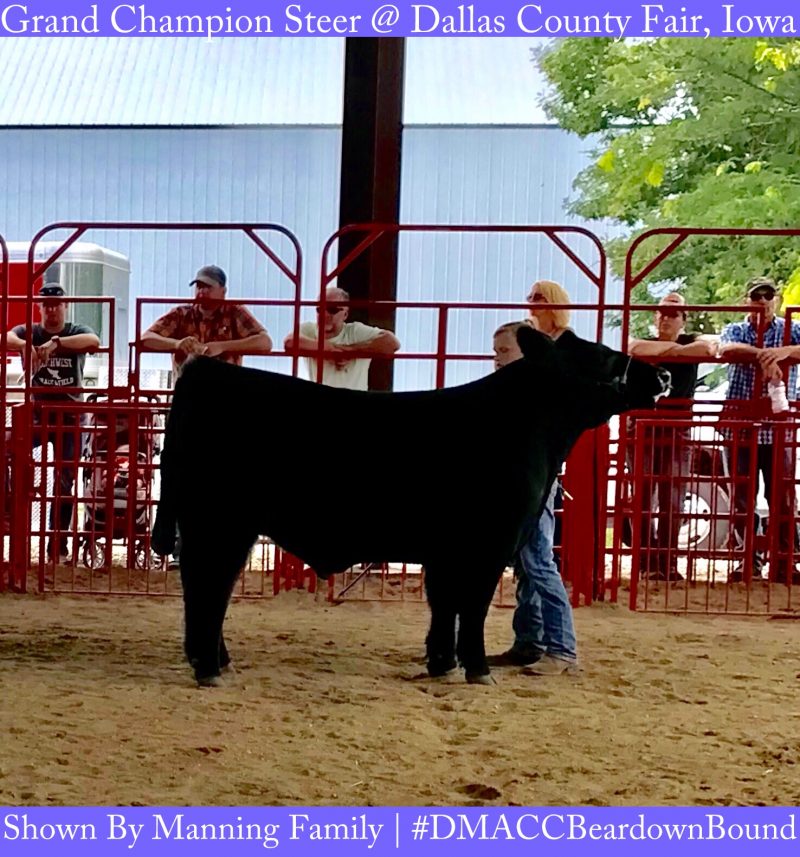 Exciting junior show day in Adel, Iowa at Dallas County Fair steer show
