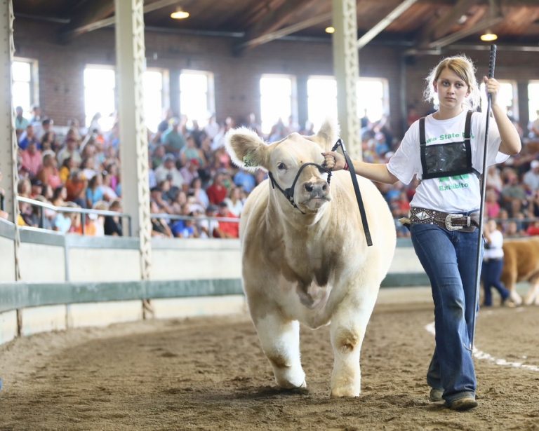 From Lindes Livestock Photos Iowa State Fair Matt Lautner Cattle