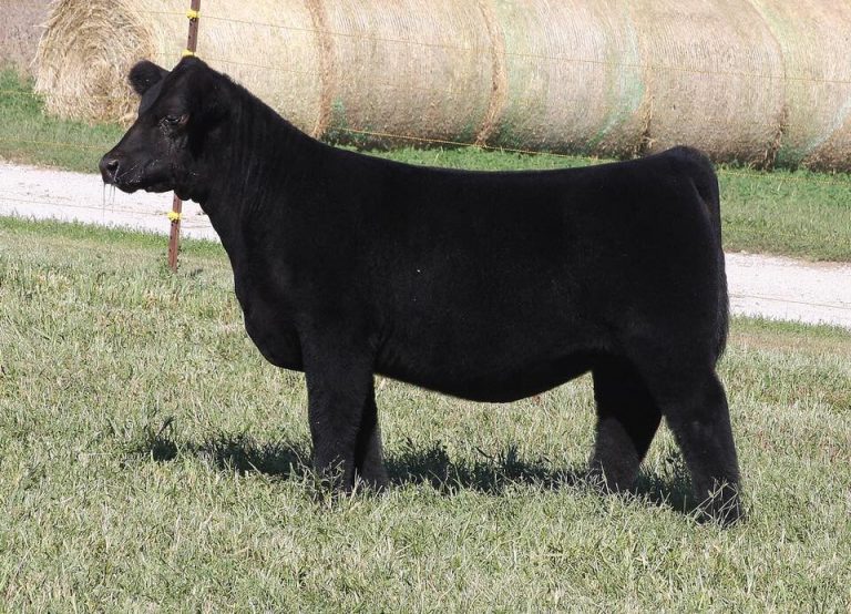 Can A Clubby Bull Sire A Great Breeding Heifer In The Year 2018!?….yes 