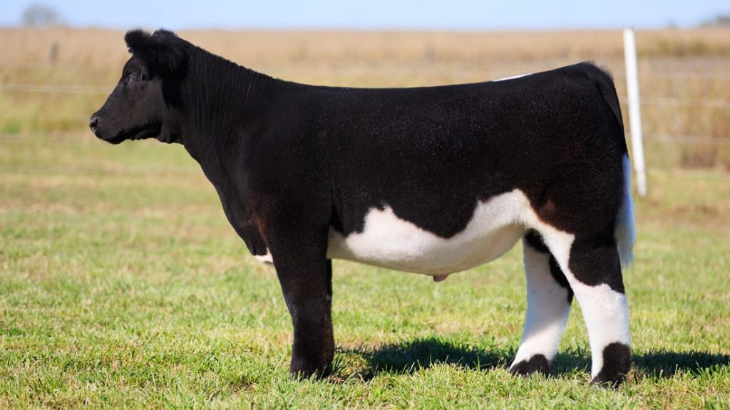 Some Of The Best Steers Of The Season On Steer Bidder Selling Today 