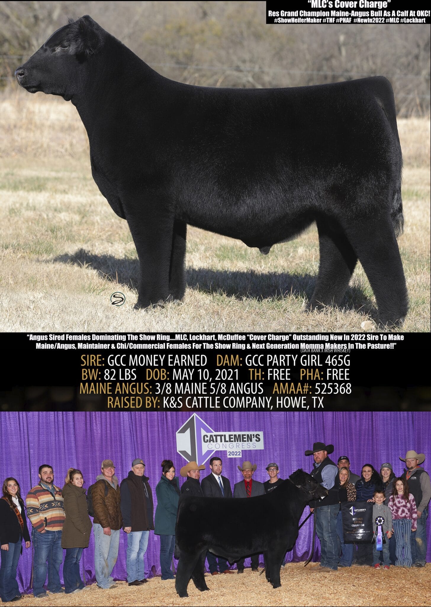 Angus Sired Females Dominating The Show Ring Again In 2022… Mlc