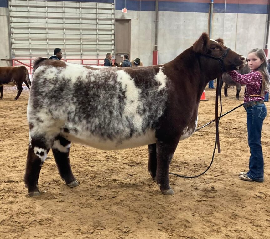 Matt Lautner Cattle